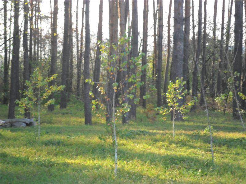 Продам земельну ділянку. Київська область, Білогородка, Ярославская